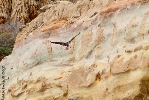 Falcon Hawk flying at Rock formation cliffs at Torrey Pines State Reserve San Diego California