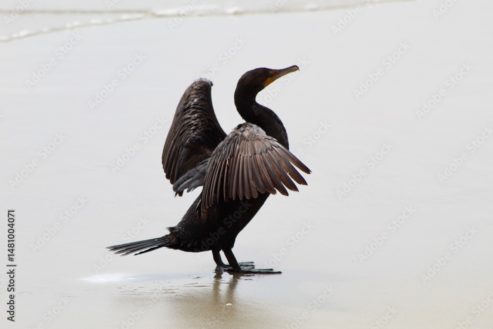 Obraz premium Green eyed cormorant spreading its wings profile view with ocean in back at Torrey Pines State reserve san diego california