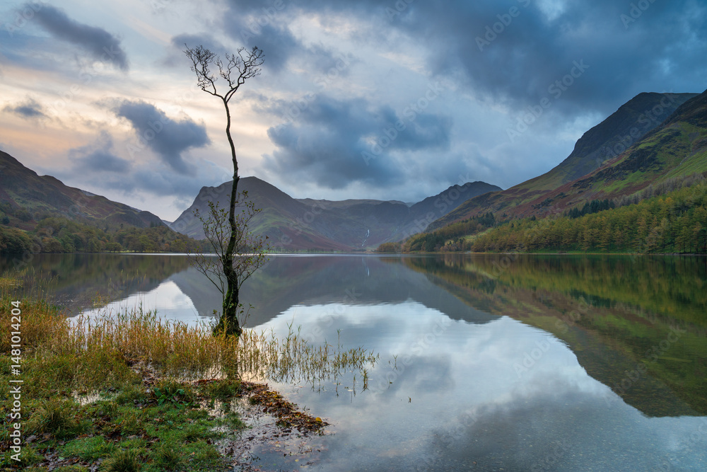 Lone tree of Buttermere lake in the Lake District. Cumbria. UK