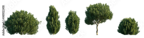 Platycladus orientalis evergreen bush shrub isolated png on  transparent background premium cutout foreground bush (Thuja orientalis, Chinese Arborvitae, Oriental Arborvitae)