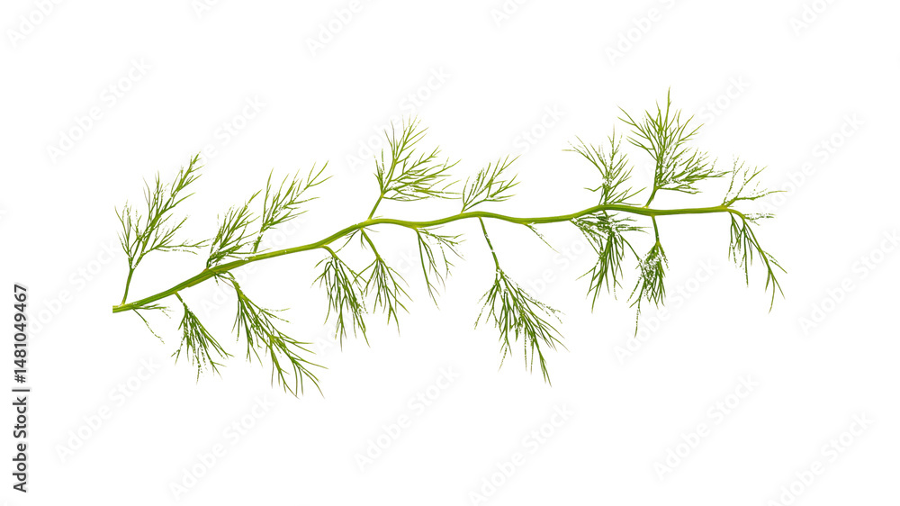 Naklejka premium Lush Green Sprig of Dill, Isolated on Transparent Background