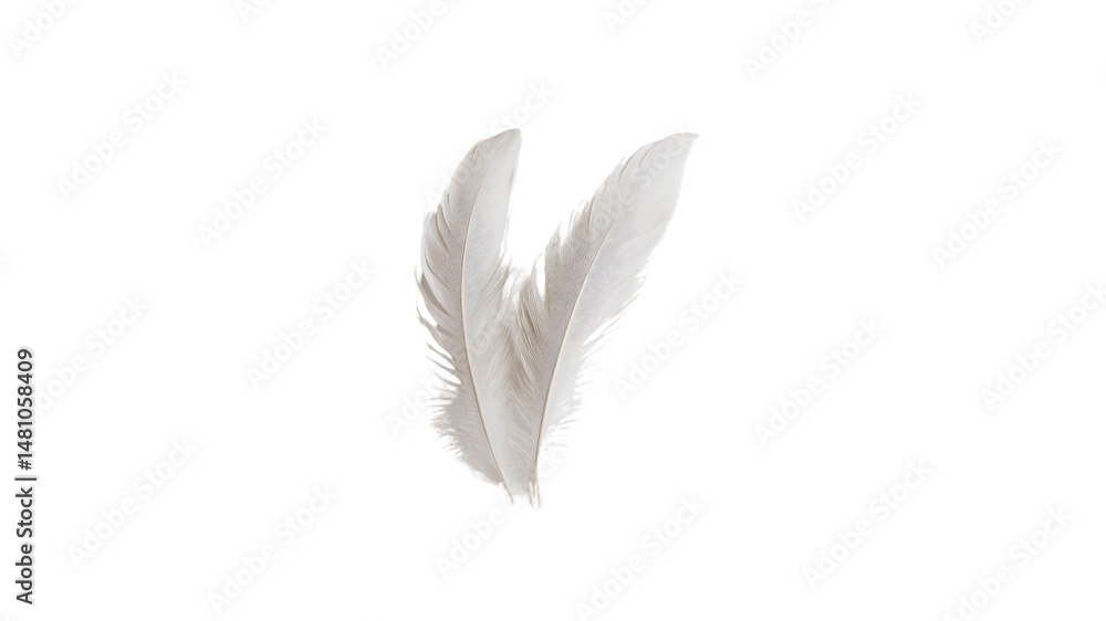 Obraz premium Two Delicate White Feathers Isolated on Transparent Background