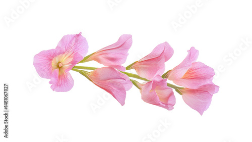 Delicate Pink Flowers Stem Isolated on Transparent Background