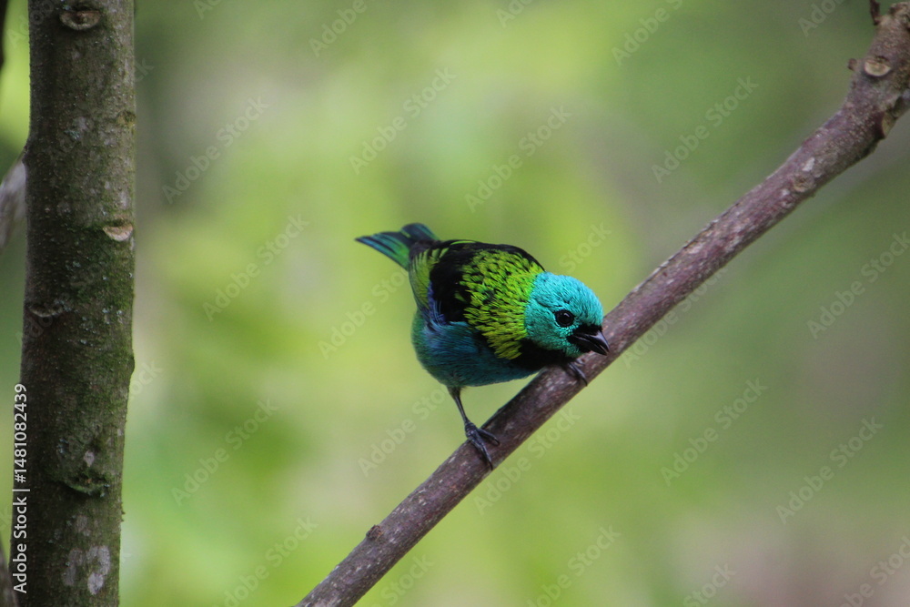 Fototapeta premium ave saíra sete cores - Tangara seledon