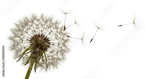 Wallpaper Mural Close up of a dandelion with seeds blowing away on a white background Torontodigital.ca