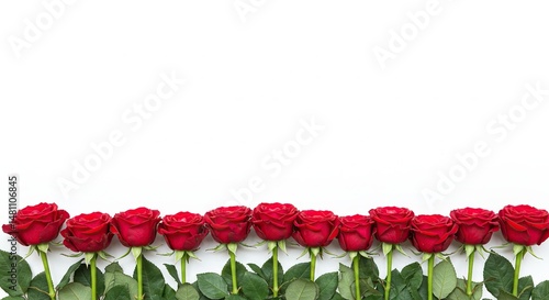 red tulips on white background- floral flame 