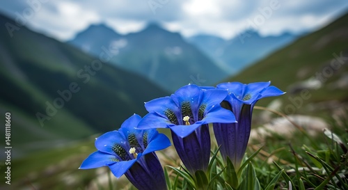 Brilliant blue gentian flowers bloom in mountain landscape close up