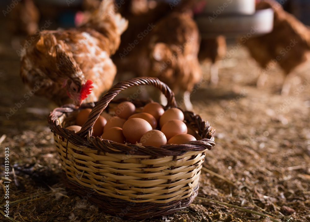 Closeup of wicker basket full of freshly collected eggs standing on floor in henhouse on background with chickens..