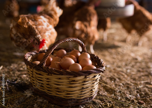 Obraz na płótnie Closeup of wicker basket full of freshly collected eggs standing on floor in henhouse on background with chickens.. w salonie