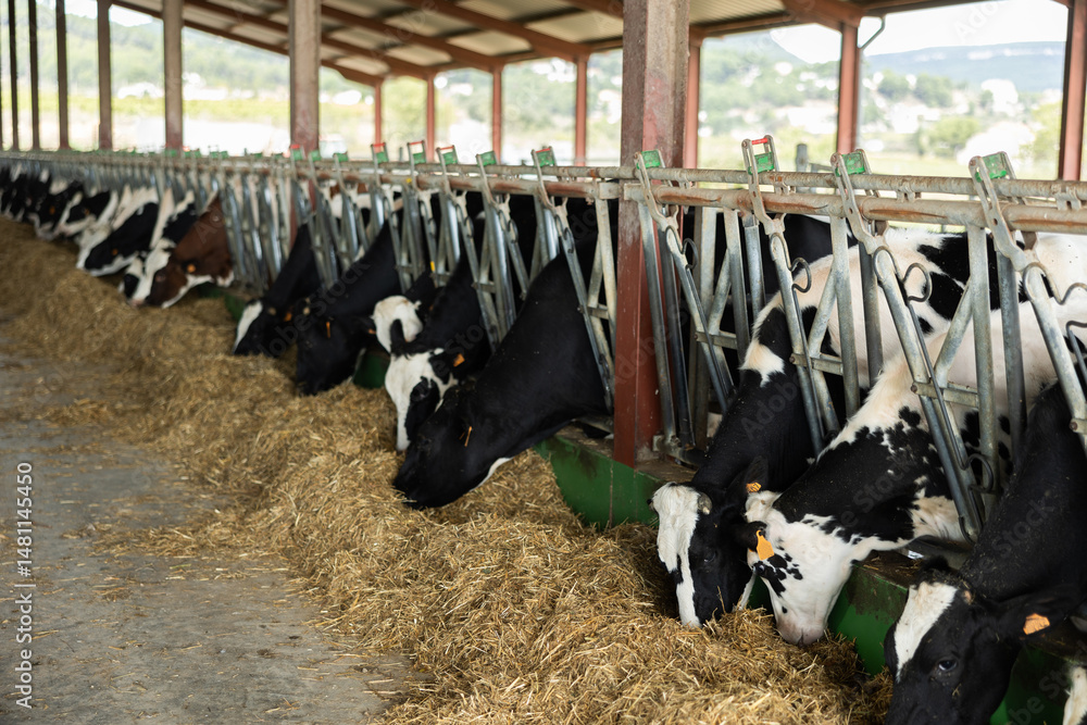 Dairy cows with clip on their ear are eating grass in cowshed. Animals pick up delicious fragrant hay from floor.