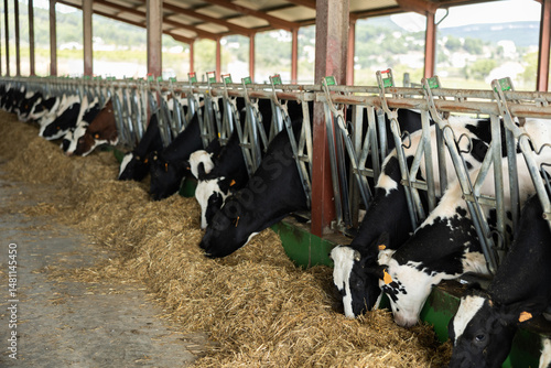 Obraz na płótnie Dairy cows with clip on their ear are eating grass in cowshed. Animals pick up delicious fragrant hay from floor. w salonie