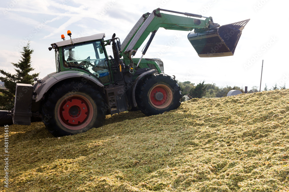Production of fodder in agricultural complex. Tractor delving pile of shredded maize.