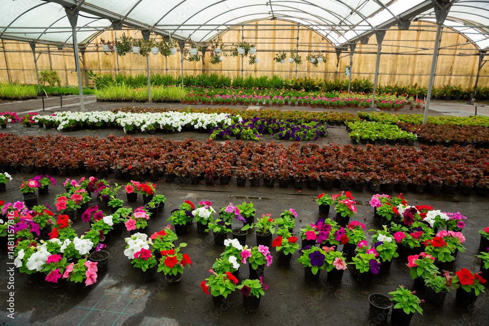 Growing various flowers for sale in greenhouse. Flower orangery