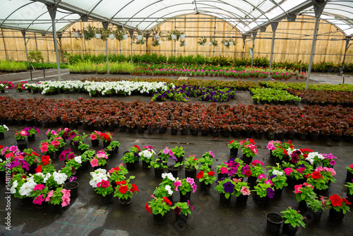 Obraz na płótnie Growing various flowers for sale in greenhouse. Flower orangery w salonie