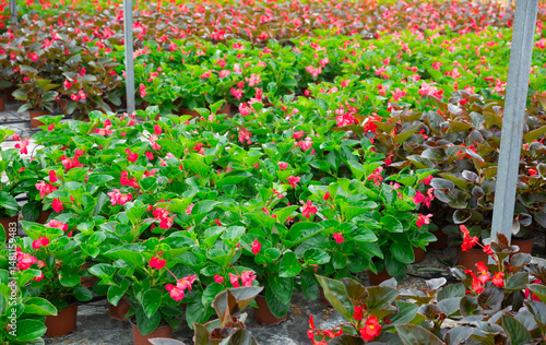 Growing various flowers for sale in greenhouse. Flower orangery