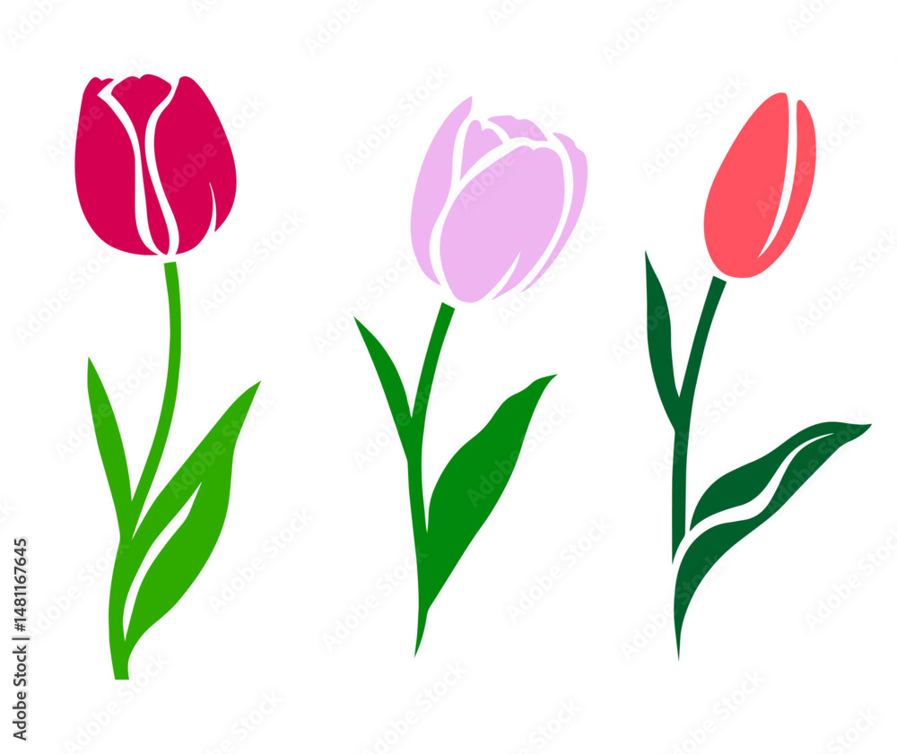 Obraz premium Three Colorful Tulips with Green Leaves. Spring Flowers in Bloom, Gardening and Floral Decoration Motif