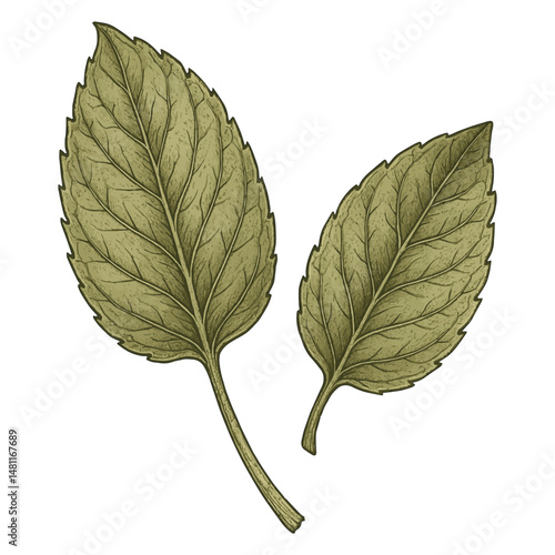 Dried Mint Leaf Pair Vector – Realistic Handmade Botanical Herb