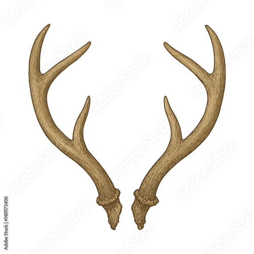 Deer Antlers Illustration – Weathered Horns with Natural Texture