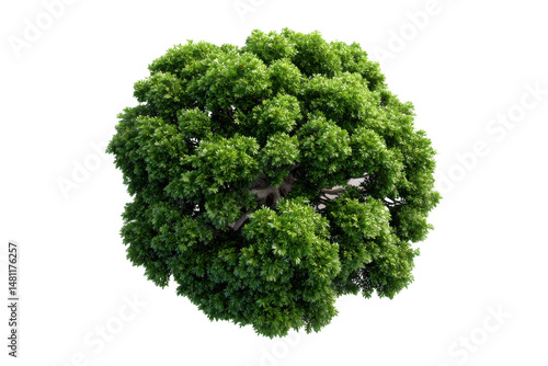 Isolated Green Tree: A vibrant overhead shot captures the lush, verdant foliage of a single tree, emphasizing its rich, natural beauty, perfect for adding a touch of nature to any design.