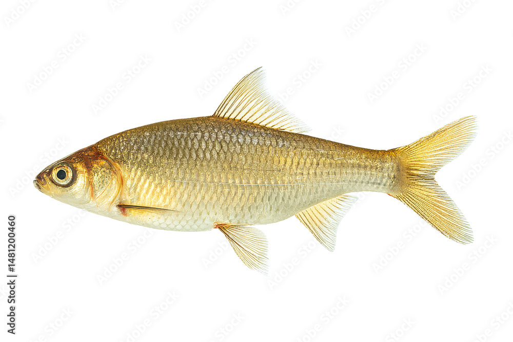 Golden Shiner Fish Image Golden Shiner Fish Image