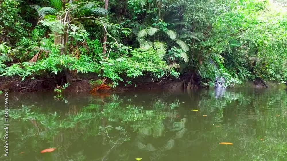 creek in a river in the middle of the jungle creek in a river in the middle of the jungle