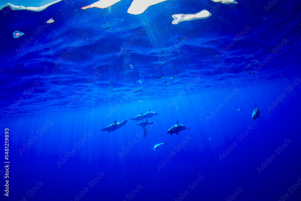 Obraz premium Pantropical spotted dolphins cruise through the deep blue waters off the coast of Hawaii.