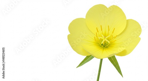 Wallpaper Mural Detailed close-up of a vibrant yellow evening primrose on a clean white canvas Torontodigital.ca