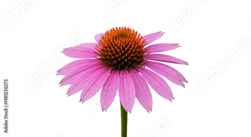 Echinacea purpurea floral portrait showcasing vivid pink petals on white