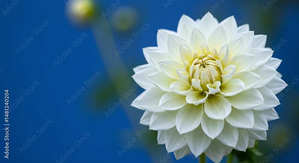 Fototapeta premium Stunning Close-Up of a Pristine White Dahlia Flower Against a Vibrant Blue Background