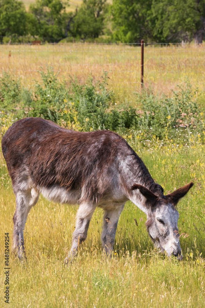 Burro in a field Burro in a field