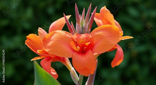 Radiant canna lily blooms in lush garden backdrop, floral botanical