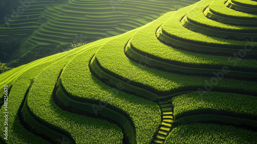 Lush green rice terraces cascade down a hillside bathed in sunlight