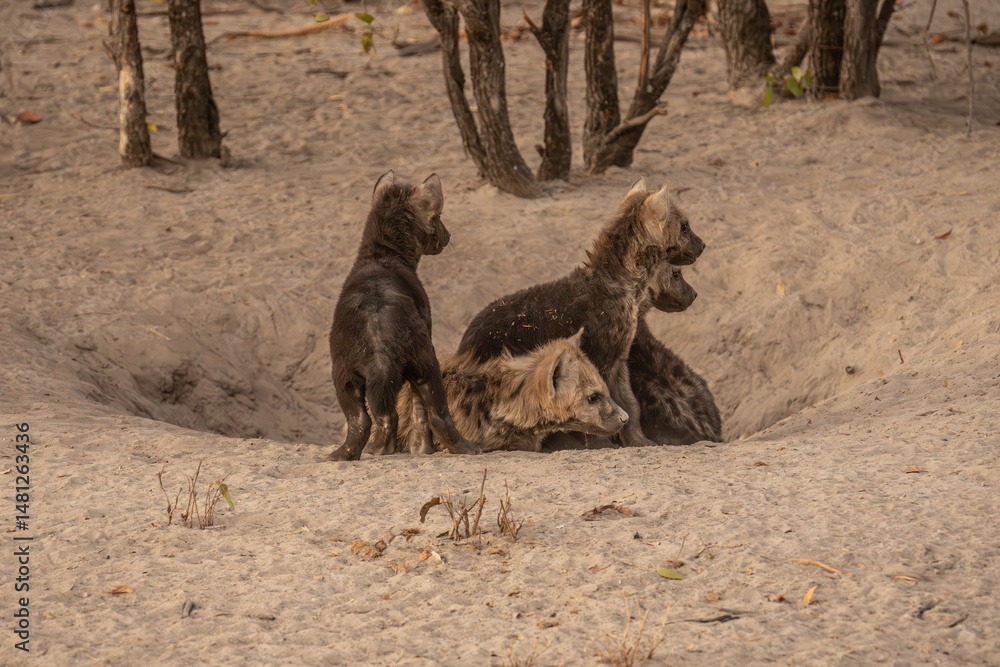 Fototapeta premium Hyena, detail portrait. Spotted hyena, Crocuta crocuta, angry animal near the water hole, dark forest with trees. Animal in nature, Okavango, Botswana. Wildlife Africa.