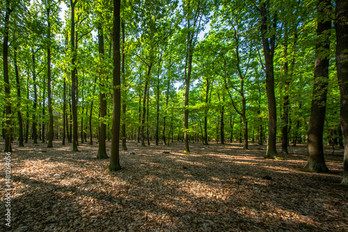 young beech forest Czech republic