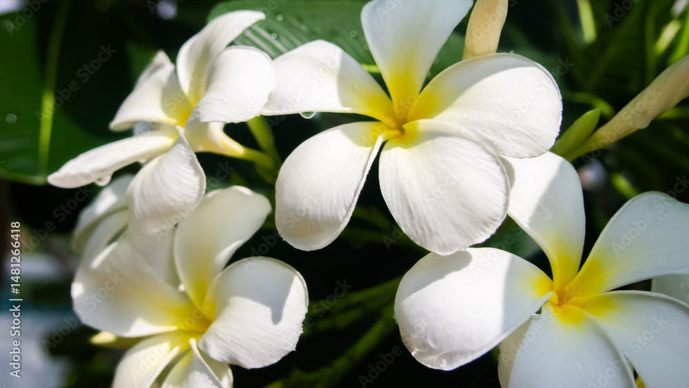 Fototapeta premium Flowers bloom in the morning, catching the sunlight.