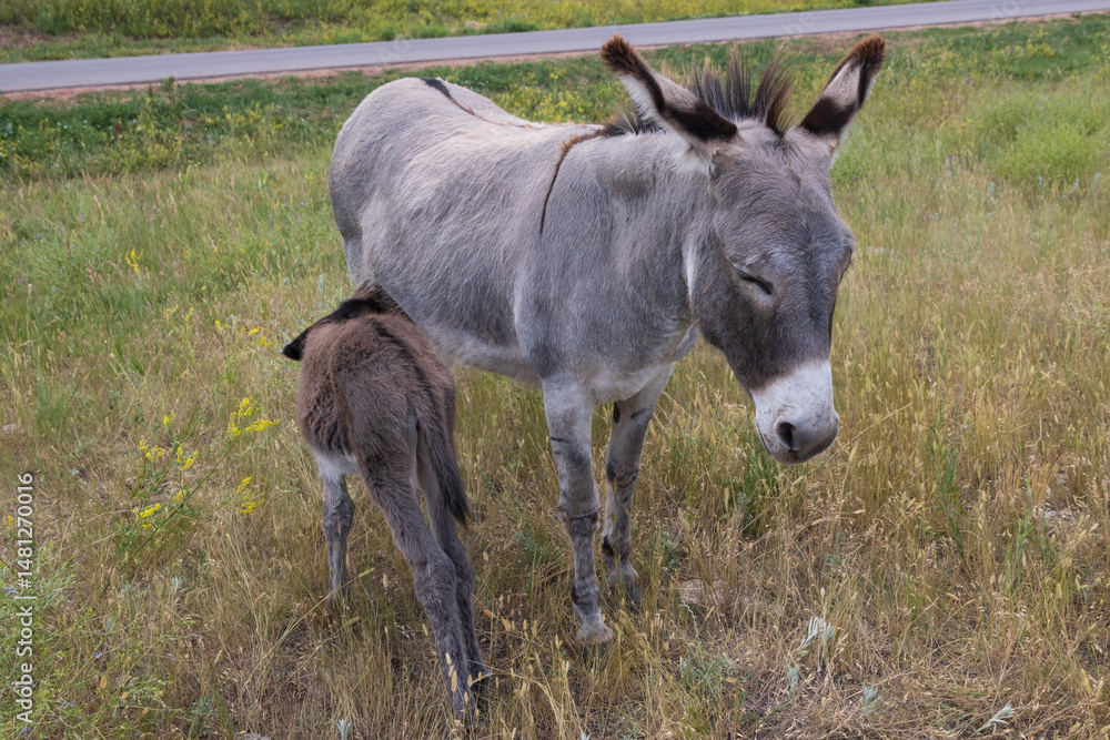 Fototapeta premium Burro with foal in a field