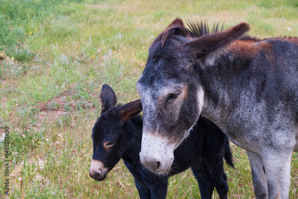Fototapeta premium Burro with foal in a field