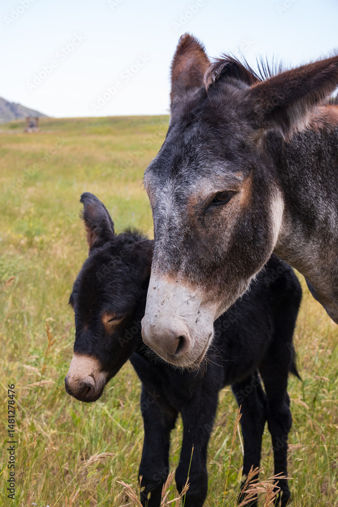 Fototapeta premium Burro with foal in a field