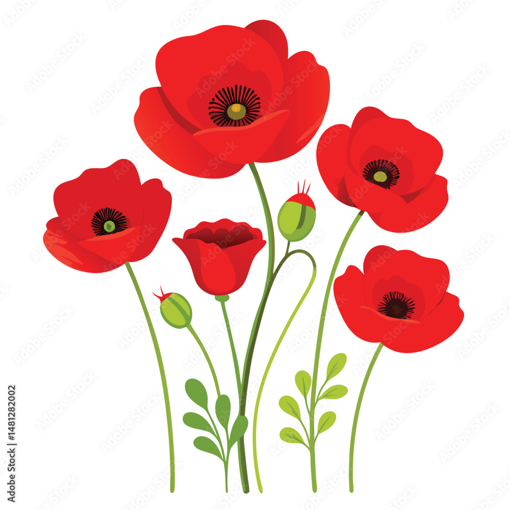 Fototapeta premium Red poppies isolated on white background