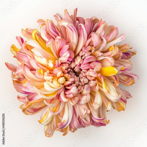 Pink And Yellow Chrysanthemum Blossom Close Up Studio Shot