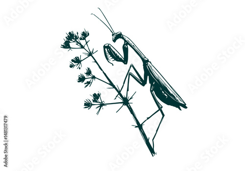 Mantis Hand Drawn Natural Illustration Vector Isolated by AZ for Books, Arts, Design and Decoration Graphic Asset