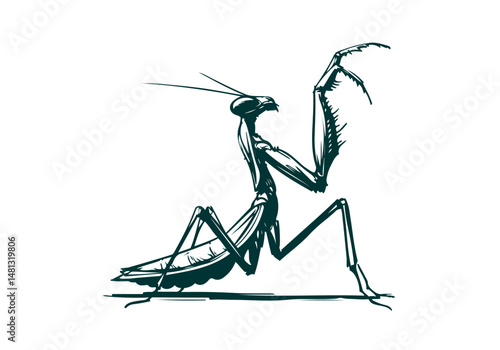 Mantis Hand Drawn Natural Illustration Vector Isolated by AZ for Books, Arts, Design and Decoration Graphic Asset