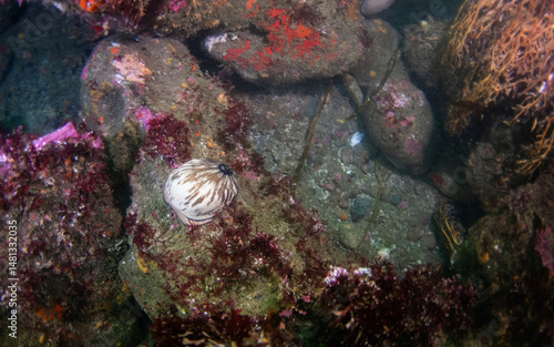 A keyhole limpet on a rocky reef