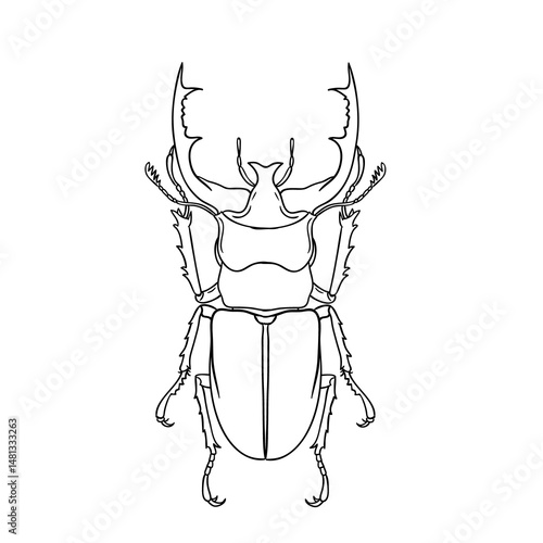 Wallpaper Mural Hand-drawn illustration of a beetle insect in a minimalist linear style, for cards, posters, and graphic design. Torontodigital.ca