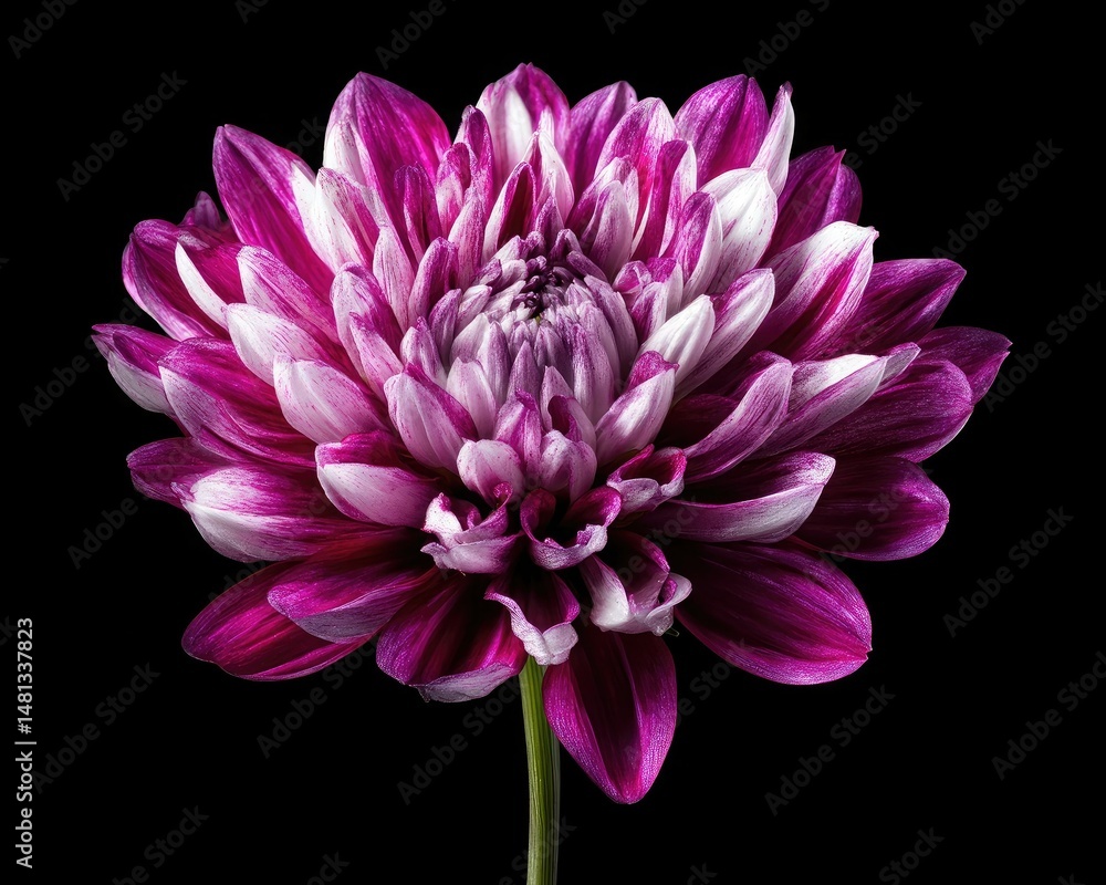 Obraz premium A vibrant purple and white dahlia flower in full bloom against a black background.