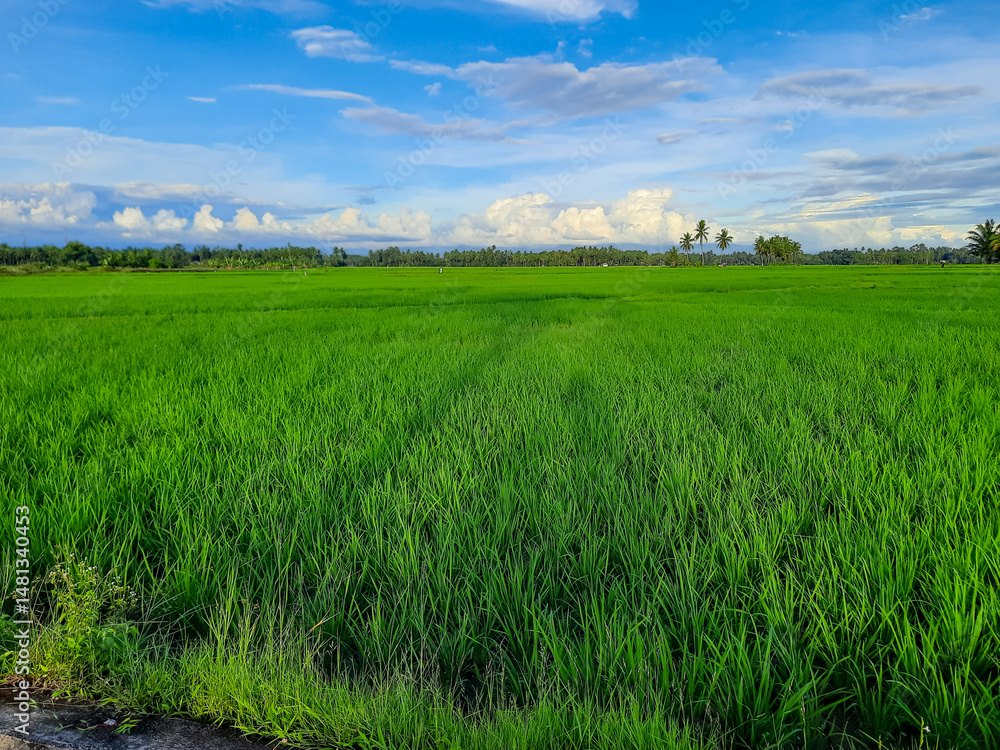 Lush Green Rice Field with Blue Sky in Marabau, Pariaman, Indonesia Lush Green Rice Field with Blue Sky in Marabau, Pariaman, Indonesia