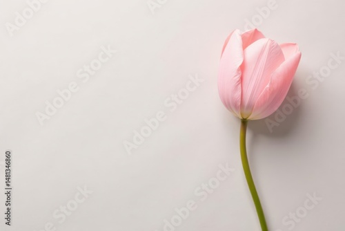 A Delicate Pink Tulip on a Light Background, a Symbol of Spring's Gentle Arrival