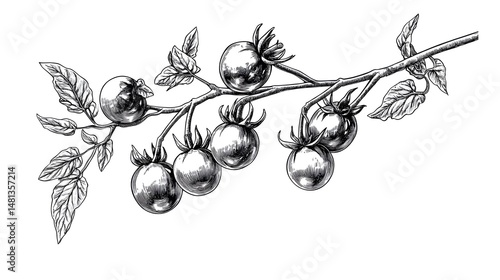 Elegant black and white illustration of a tomato branch with leaves.