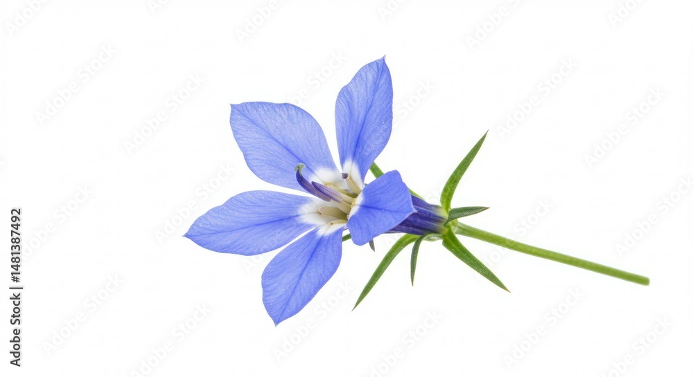 Isolated Lobelia Erinus blossom showcases vibrant blue petals and green stem Isolated Lobelia Erinus blossom showcases vibrant blue petals and green stem
