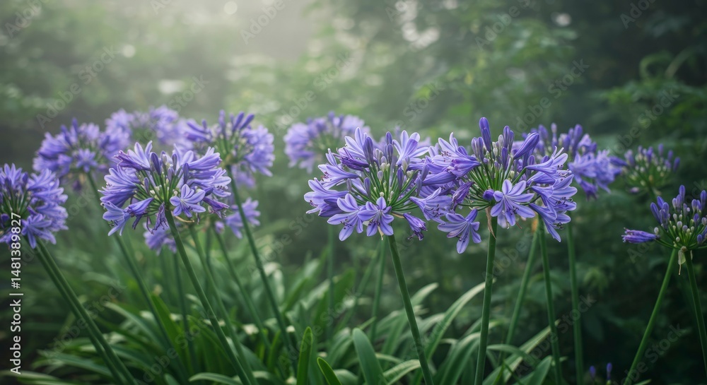 Mystical Agapanthus Blooms: Capturing the Serene Beauty in a Foggy Garden Mystical Agapanthus Blooms: Capturing the Serene Beauty in a Foggy Garden